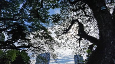 Georgetown,Penang. Kasım 2024, 08: Shangri-La 'nın Rasa Sayang Resort' u Batu Feringgi sahilindeki yağmur ormanlarının manzarası.