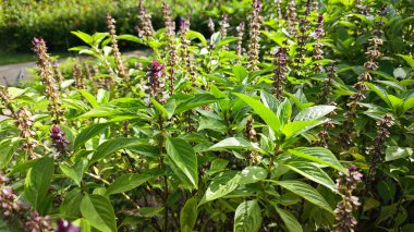 Ocimum Basilicum fabrikasının çalı çayırı