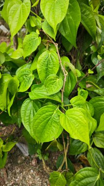 Piper Betle yeşil yapraklar sürünen bitki.