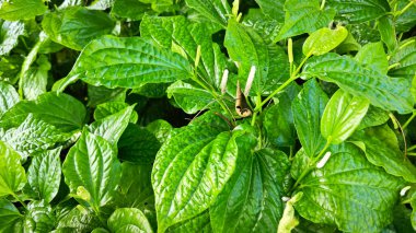 Yeşil yapraklı Piper sarmentosum bitkisinin çayırı