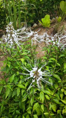 flowerbed full of the Orthosiphone aristatus plants. clipart