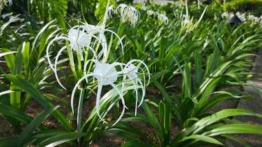 Nilüfer çiçeğinin beyaz yaprakları.