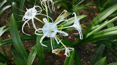 Nilüfer çiçeğinin beyaz yaprakları.