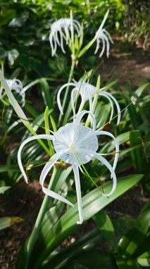 Nilüfer çiçeğinin beyaz yaprakları.