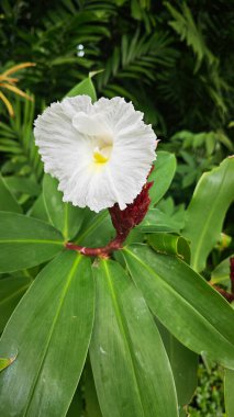 Beyaz taç yaprakları Kostus kızıl çiçek bitkisi.