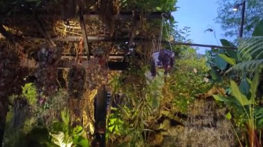 Penang, Malezya. 10 Kasım 2024: Ferringhi Bahçe Restoranı Kg Batu Ferringhi 'deki doğal yemyeşil tropikal bahçede güzel bir akşam yemeği sahnesi.