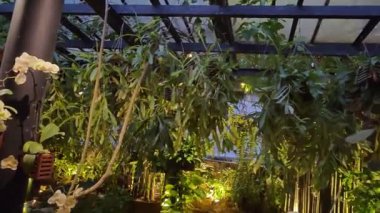 Penang, Malezya. 10 Kasım 2024: Ferringhi Bahçe Restoranı Kg Batu Ferringhi 'deki doğal yemyeşil tropikal bahçede güzel bir akşam yemeği sahnesi.