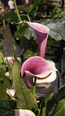 a pot of beautiful Zentedeschia calla lily on sale. clipart