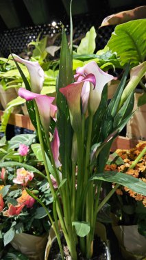 Bir tencere güzel Zentedeschia zambağı indirimde..