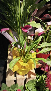 a pot of beautiful Zentedeschia calla lily on sale. clipart