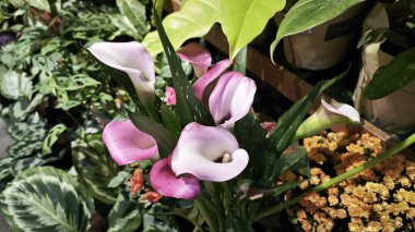 a pot of beautiful Zentedeschia calla lily on sale. clipart