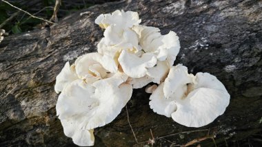 unknown species of oyster mushroom sprouting from the dead oil palm trunk. clipart