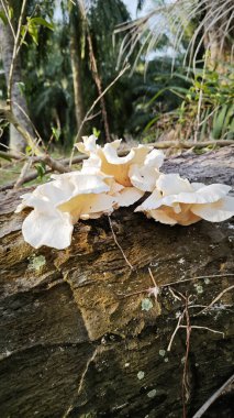 Ölü palmiye gövdesinden çıkan bilinmeyen istiridye mantarı türleri.
