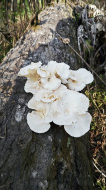 Ölü palmiye gövdesinden çıkan bilinmeyen istiridye mantarı türleri.