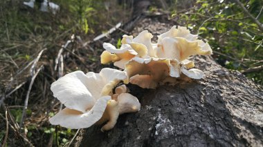 unknown species of oyster mushroom sprouting from the dead oil palm trunk. clipart