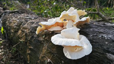 unknown species of oyster mushroom sprouting from the dead oil palm trunk. clipart