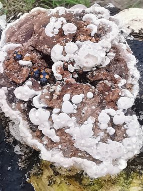 Çürüyen mantar mantarının etrafında sürünen mantar böceği..