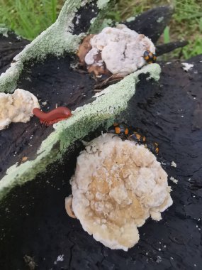 fungus beetle crawling around the wild rotting wet bracket fungus. clipart