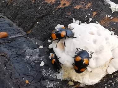 fungus beetle crawling around the wild rotting wet bracket fungus. clipart