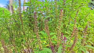 Ocimum Basilicum fabrikasının çalı çayırı