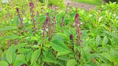 Ocimum Basilicum fabrikasının çalı çayırı