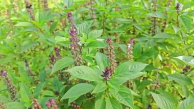 Ocimum Basilicum fabrikasının çalı çayırı