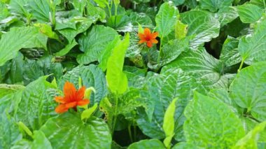 Yeşil yapraklı Piper sarmentosum bitkisinin çayırı  