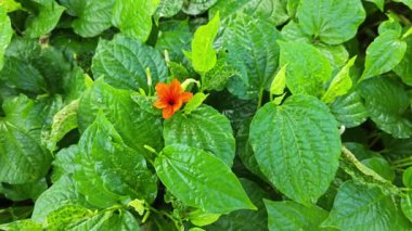 Yeşil yapraklı Piper sarmentosum bitkisinin çayırı  