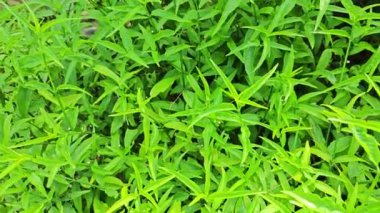 Yeşil yapraklı Clinacanthus fındıkları otlağı.