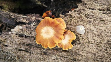 Çürüyen palmiye gövdesindeki bazı vahşi parazit mantarları.. 