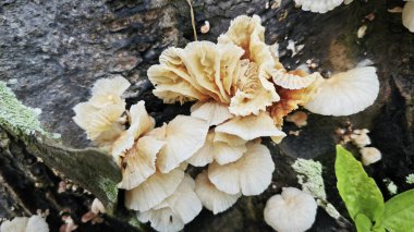 Çürüyen palmiye gövdesindeki bazı vahşi parazit mantarları.. 