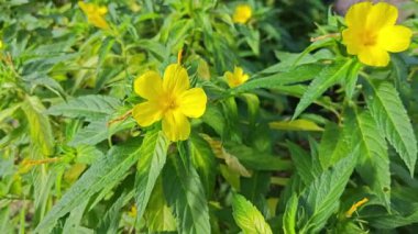 Turnera sarı ulmifoli yapraklı çiçek bitkisi.