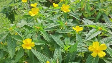 Turnera sarı ulmifoli yapraklı çiçek bitkisi.