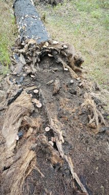 Çürüyen palmiye gövdesindeki bazı vahşi parazit mantarları.. 