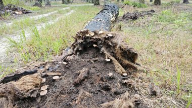 Çürüyen palmiye gövdesindeki bazı vahşi parazit mantarları.. 