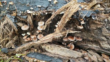 Çürüyen palmiye gövdesindeki bazı vahşi parazit mantarları.. 