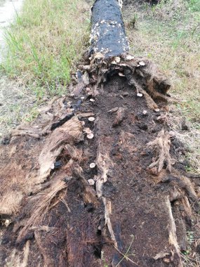 Çürüyen palmiye gövdesindeki bazı vahşi parazit mantarları.. 