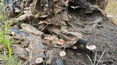 Çürüyen palmiye gövdesindeki bazı vahşi parazit mantarları.. 