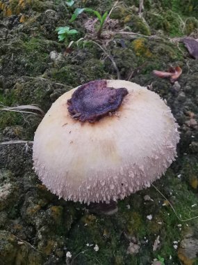 wild scaly cap freckled dapperling mushroom. clipart