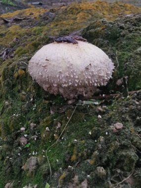 wild scaly cap freckled dapperling mushroom. clipart