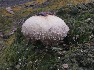 wild scaly cap freckled dapperling mushroom. clipart