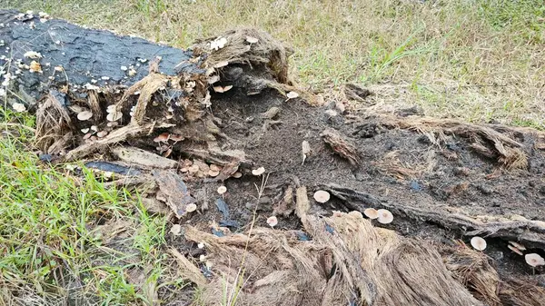 Çürüyen palmiye gövdesindeki bazı vahşi parazit mantarları.. 