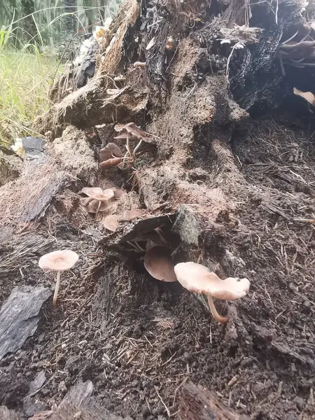 Çürüyen palmiye gövdesindeki bazı vahşi parazit mantarları.. 