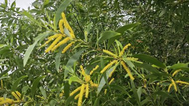 wild elongated green broad-leaved acacia leaf and light-yellow flower. clipart