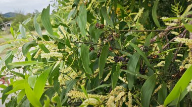 Uzun yeşil yapraklı akasya yaprağı ve açık sarı çiçek..