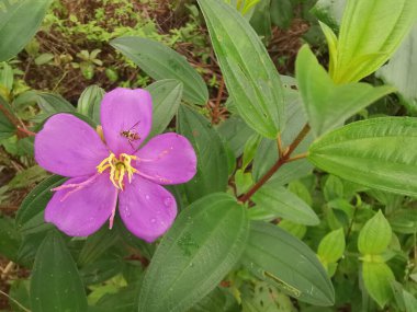 the wild melastoma malabathricum affine flowery weed plant.  clipart