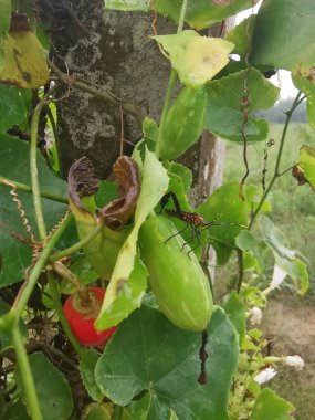 red leaf-footed beetle climbing on the creeping ivy gourd fruits plant.  clipart