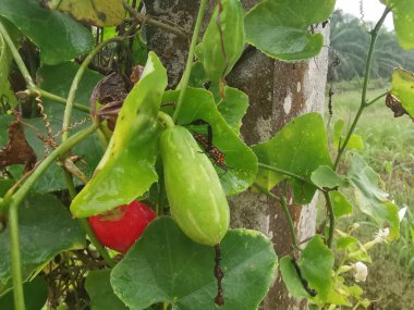 red leaf-footed beetle climbing on the creeping ivy gourd fruits plant.  clipart