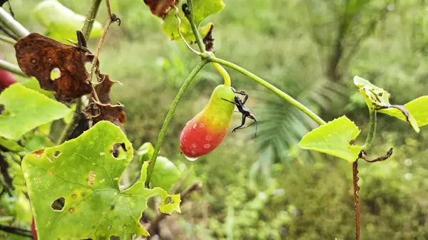 Kırmızı yaprak ayaklı böcek sarmaşık kabağı kabağına tırmanıyor.. 