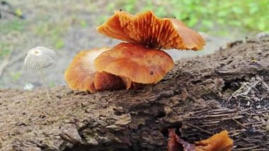 Çürüyen palmiye gövdesindeki bazı vahşi parazit mantarları..